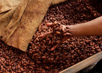 cocoa beans