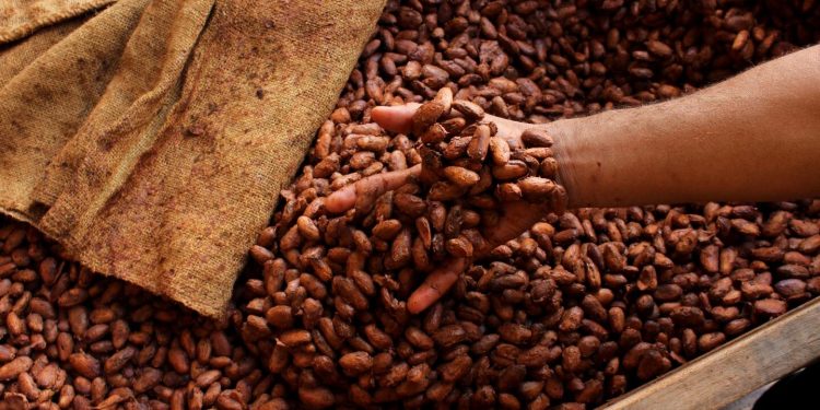 cocoa beans