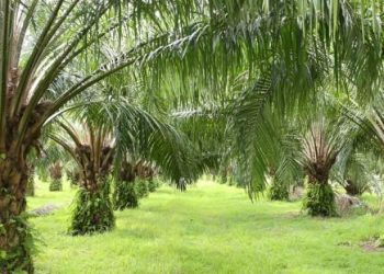 OIL PLAM PLANTATION