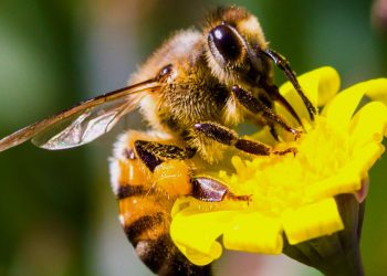 bee