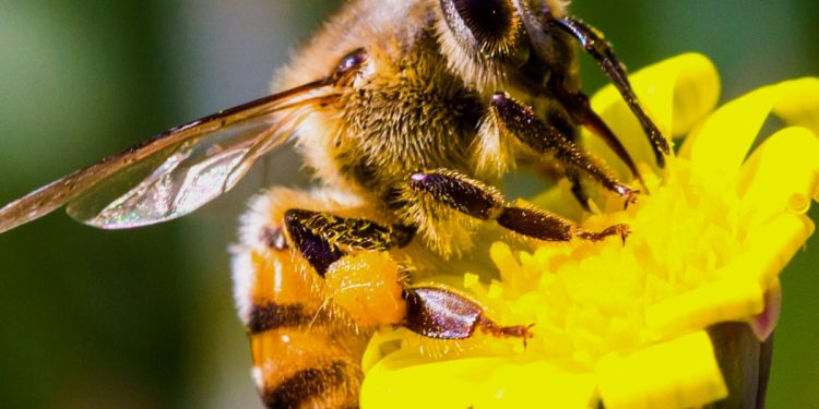 bee