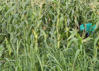 maize farm