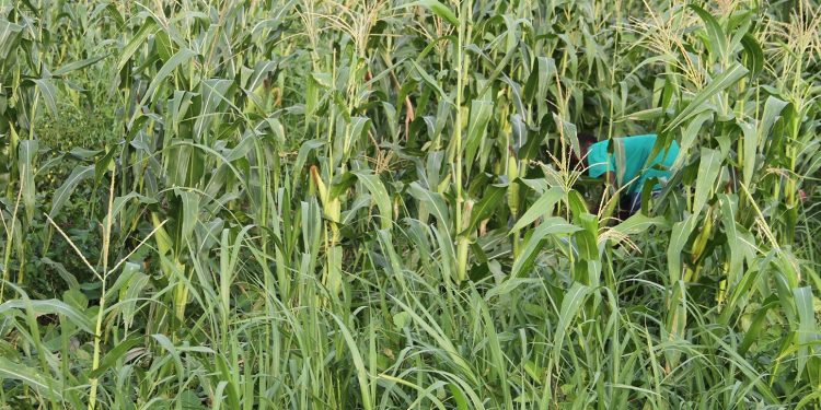 maize farm