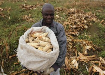 post harvest losses