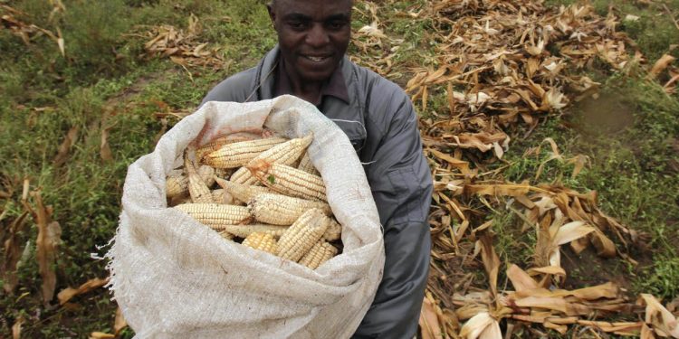 post harvest losses