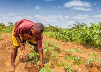 repairing the broken food system