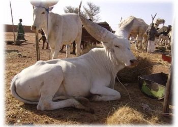 Nursing a Calf