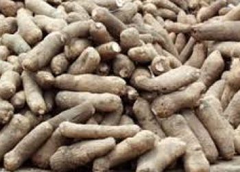 yam