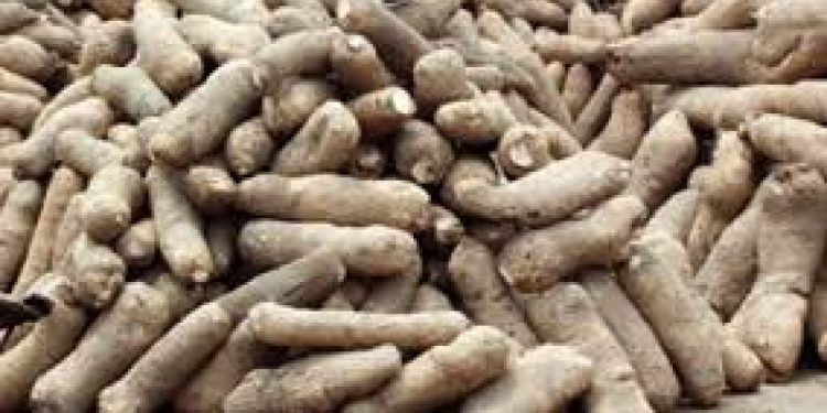 yam
