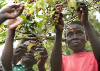 coffee farmers scaled