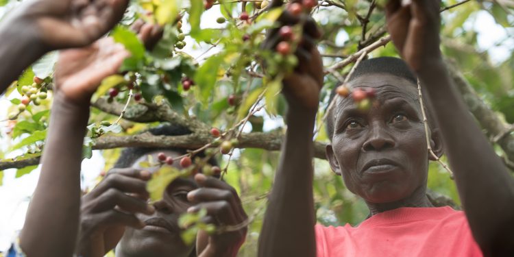 coffee farmers scaled