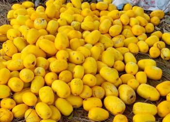 Orange melon