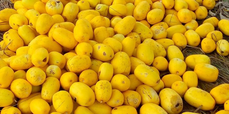 Orange melon