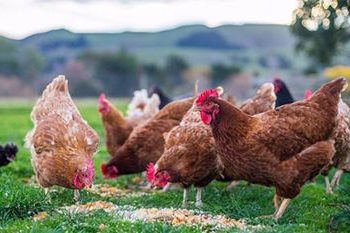 poultry feed