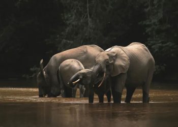 elephant