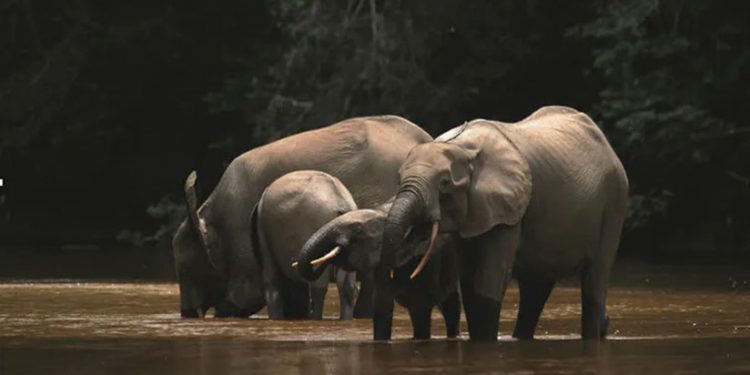 elephant