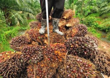 oil palm