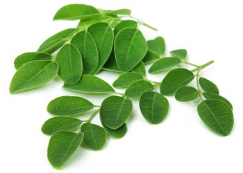 Moringa