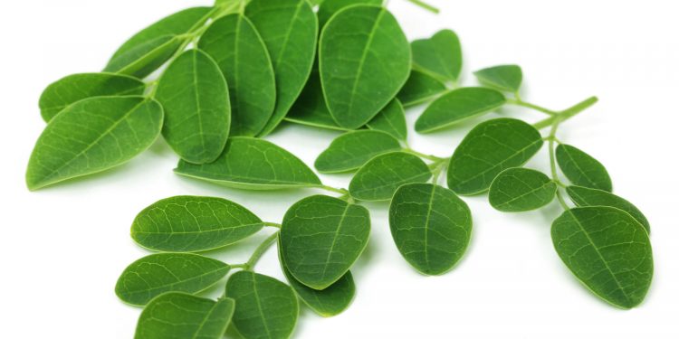 Moringa