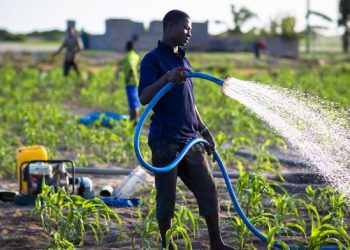 smallholder farmer