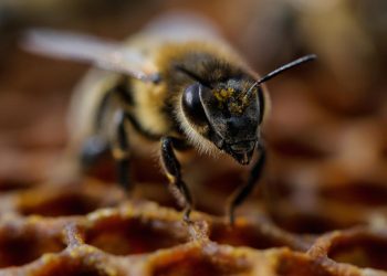bee
