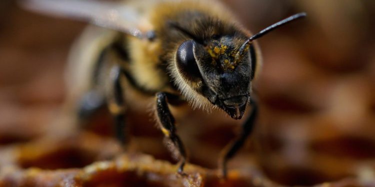 bee