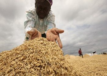 rice production ghana