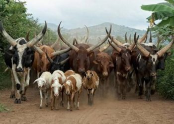 cattle