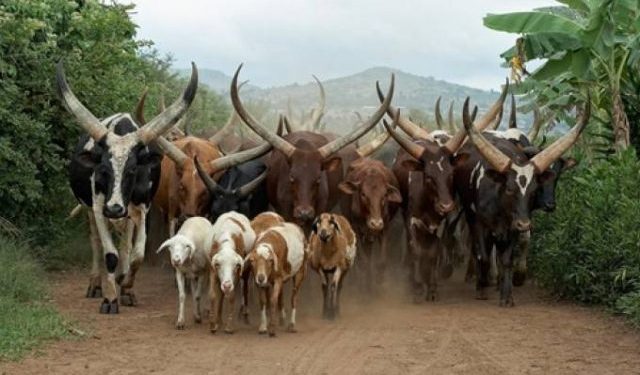 cattle