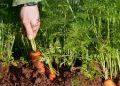 carrots