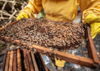 Beekeeping webinar photo