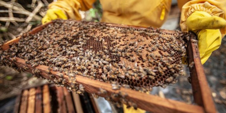 Beekeeping webinar photo