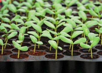 opt  aboutcom  coeus  resources  content migration  mnn  images  2013  05  seedling tray damping off 585247b73dd24e6f99c5e45c60b1ff9d