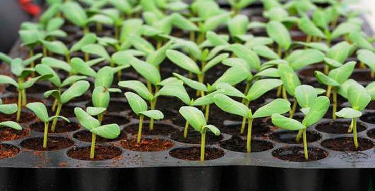 opt  aboutcom  coeus  resources  content migration  mnn  images  2013  05  seedling tray damping off 585247b73dd24e6f99c5e45c60b1ff9d