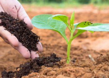 organic fertiliser 1