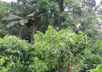 tree scaled