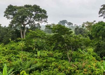 forest