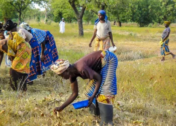 SHEA FARMERS