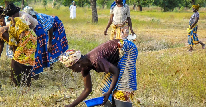 SHEA FARMERS