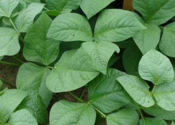 Cowpea leaves