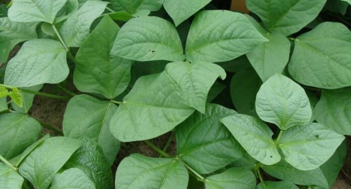 Cowpea leaves