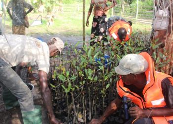 Plant breeding