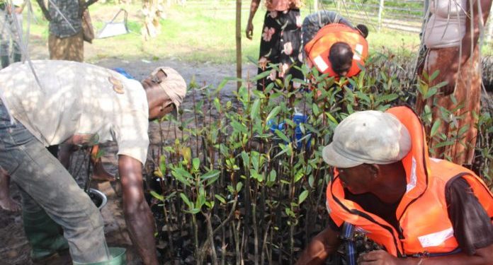 Plant breeding