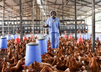WOMEN IN POULTRY