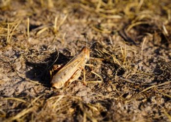 FAO MOROCCAN LOCUST