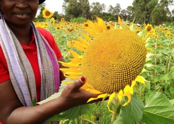 Photo showing agricultural activity or a field scene in Ghana