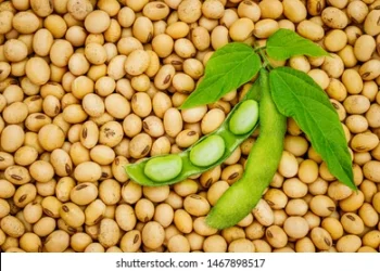 soyabean