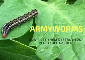 ARMYWORMS