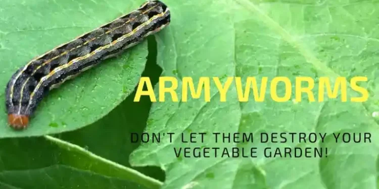 ARMYWORMS