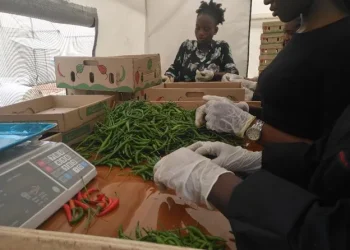 CHILLI PEPPER GHANA EXPORT